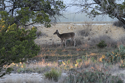 deer